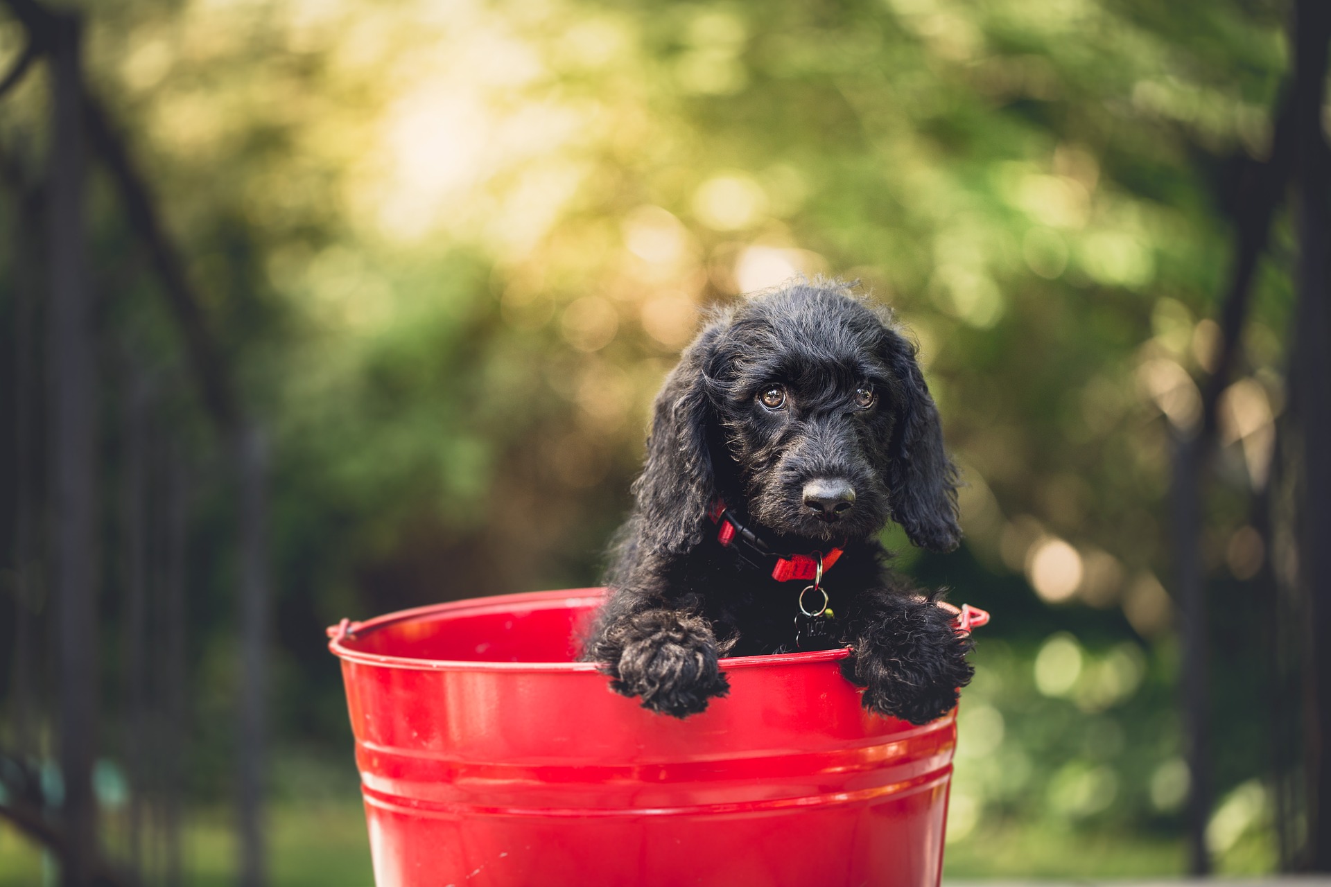 puppy in bucket