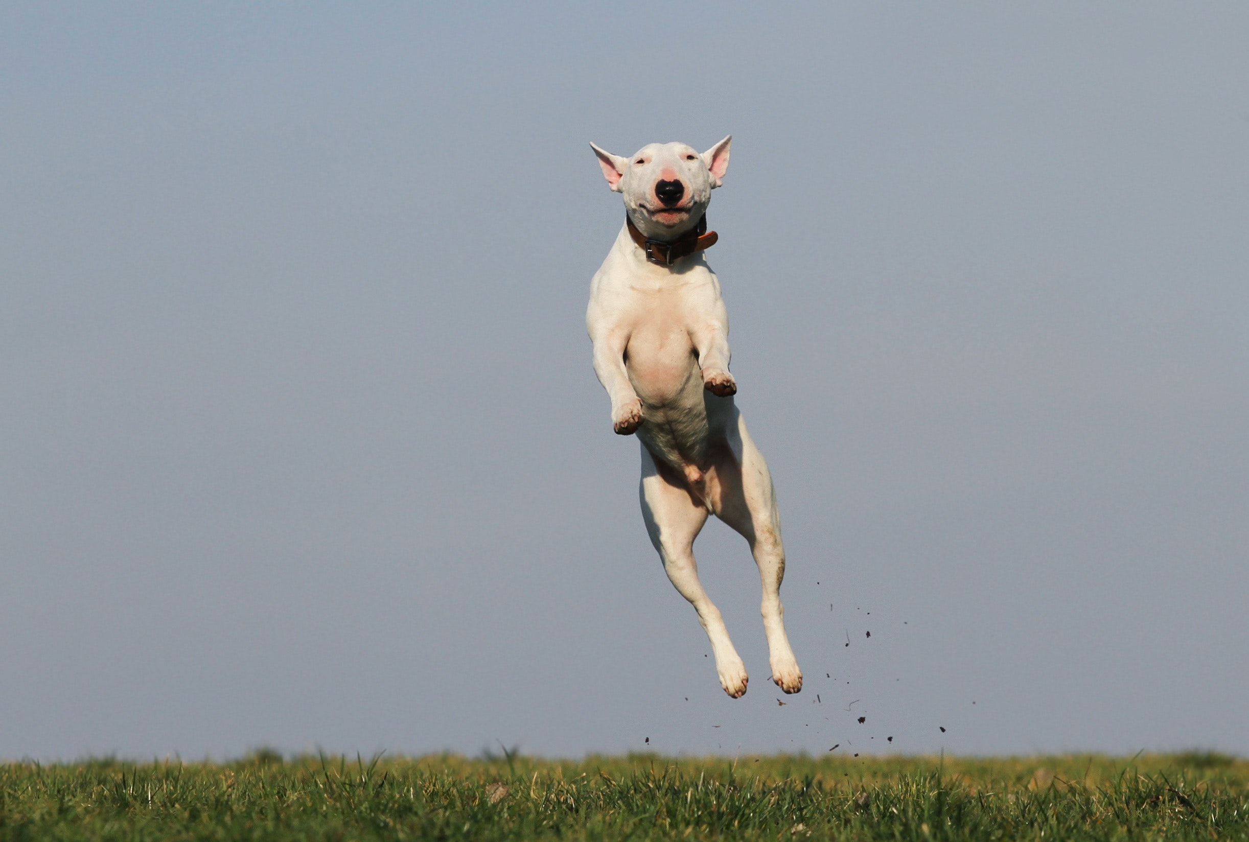 dog jumping up