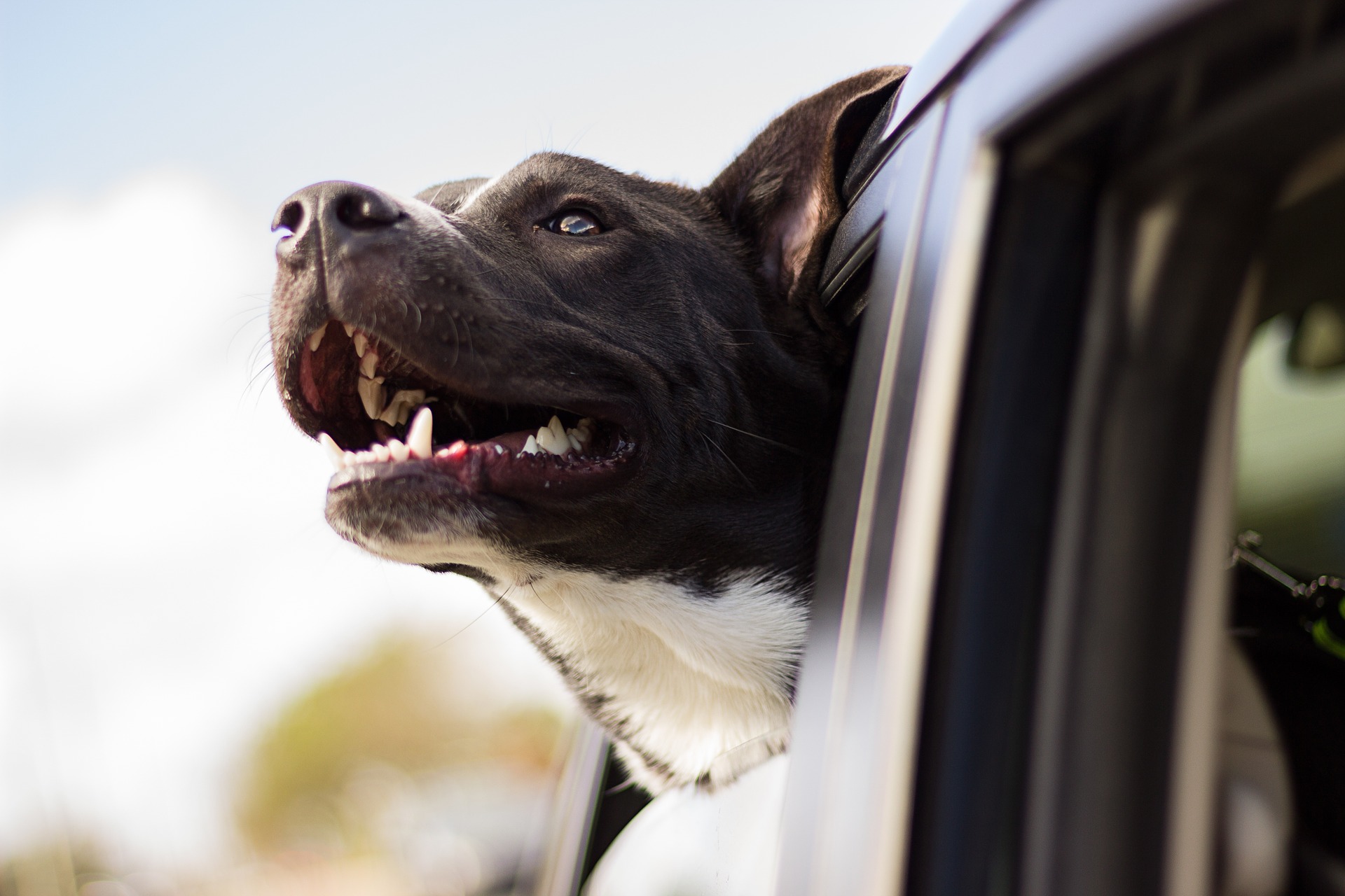 dog with car anxiety