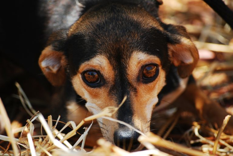 Stunning Excessive Dog Howling Attention Seeking image