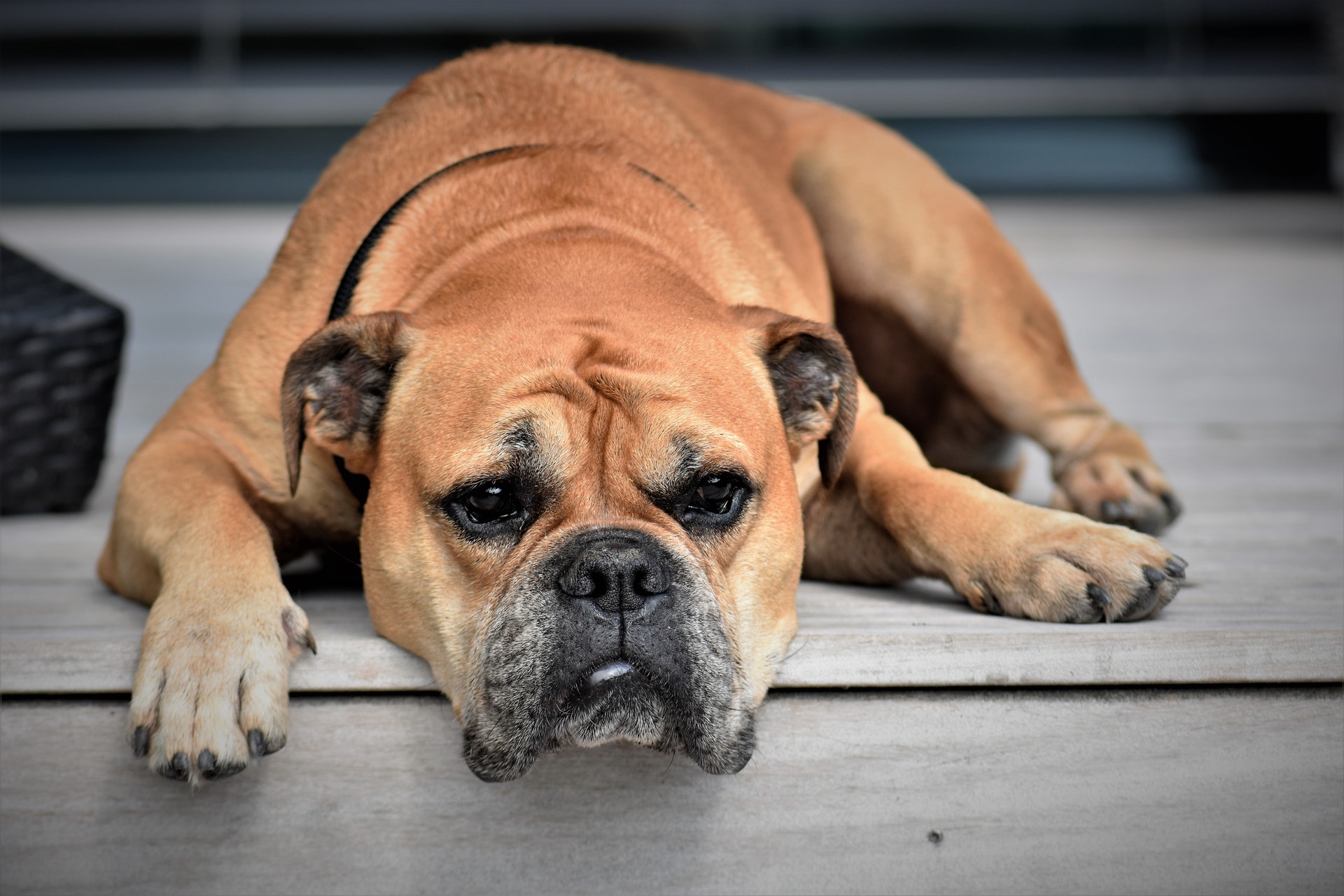 anxious dog