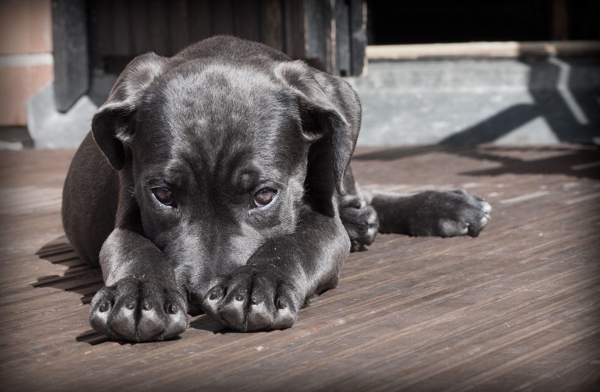 Help! My Dog Won't Listen To Me - Dealing With A Dog That Won't Listen