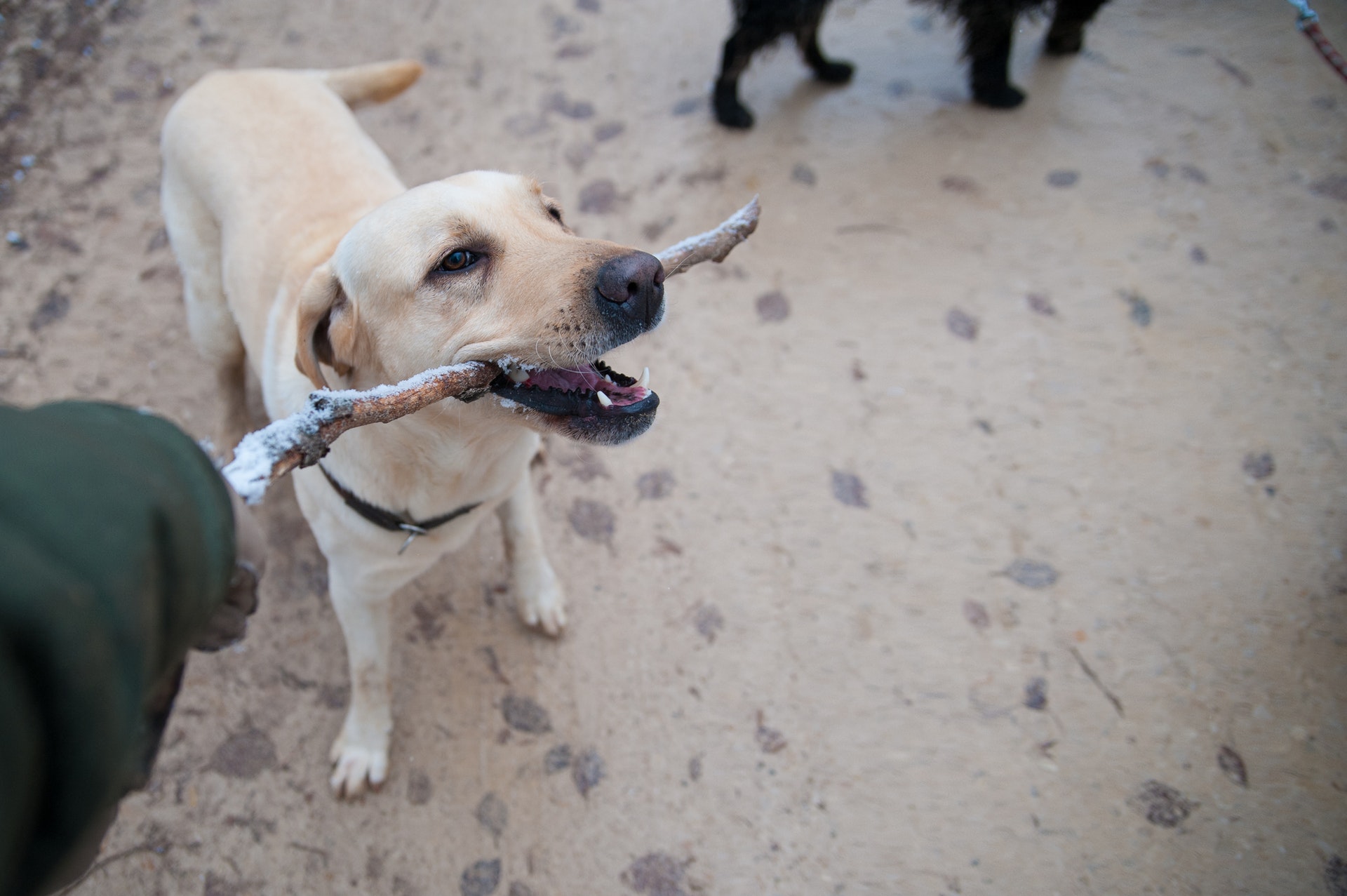 dog playing with stick on the beach