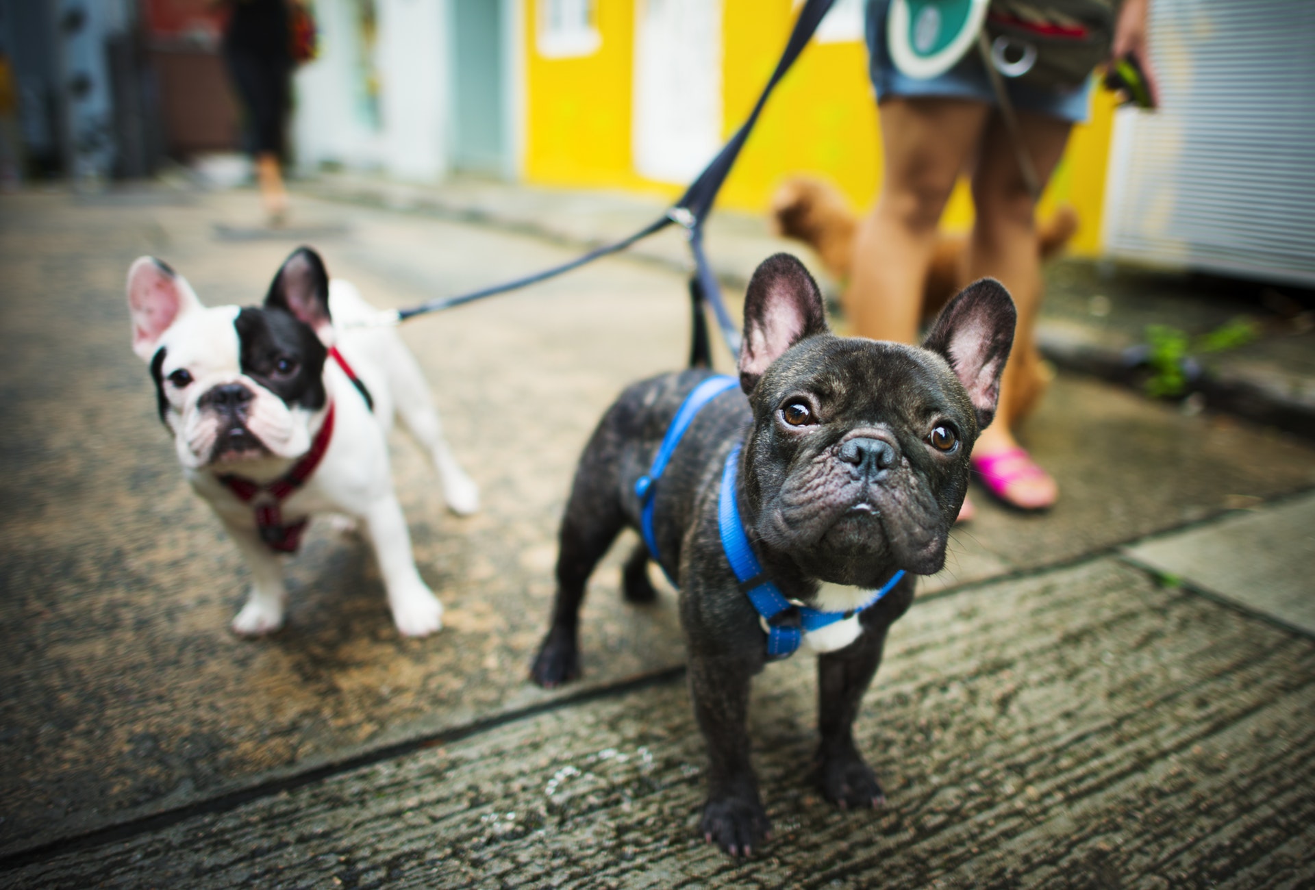 puppies walking on leash