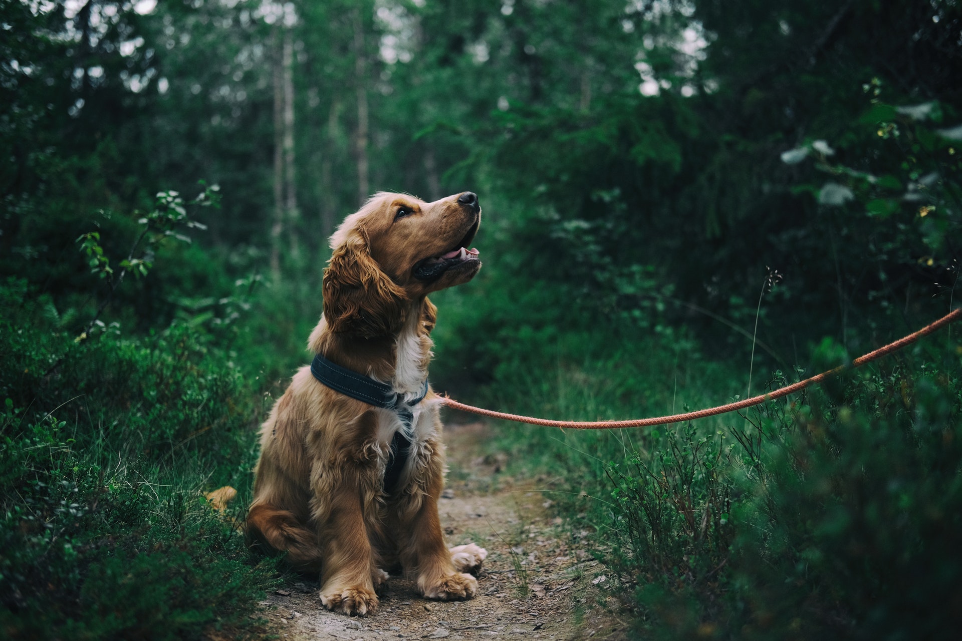 leash training a dog that pulls