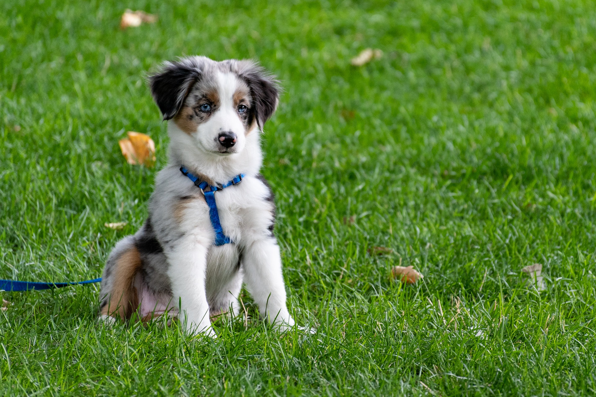 dog pulling leash