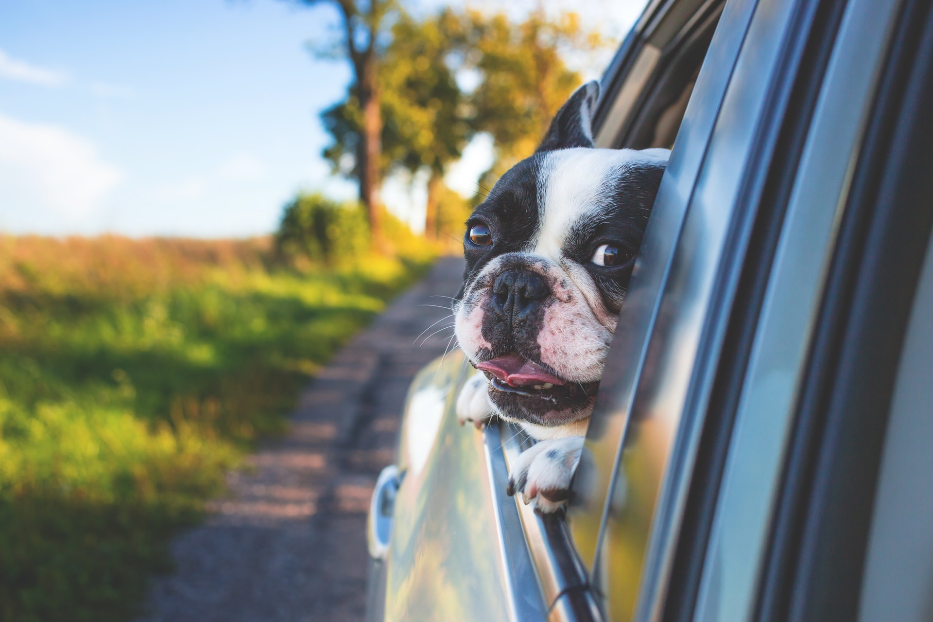 how to help a dog with car anxiety