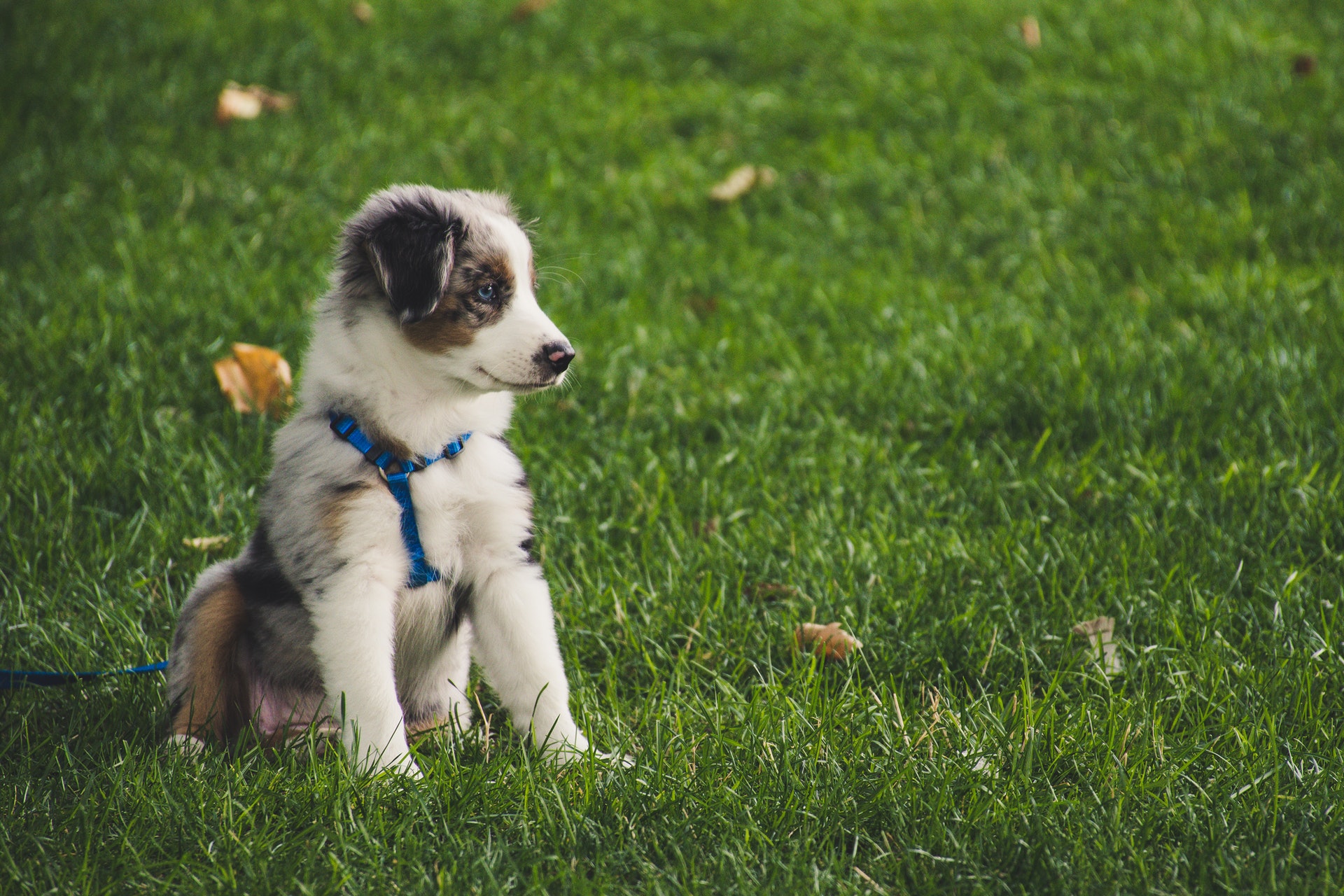 puppy leash training