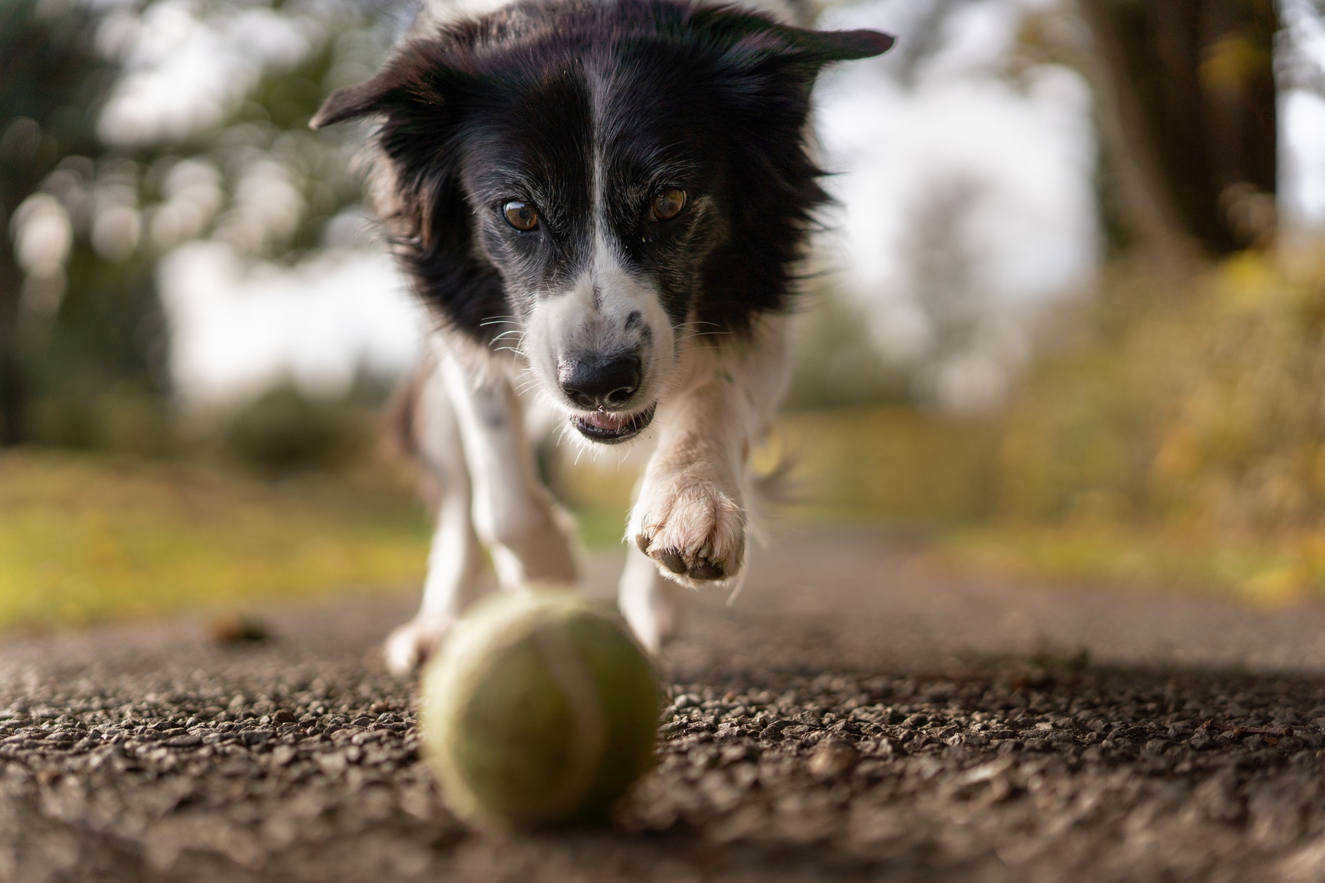 dog suddenly eating poop