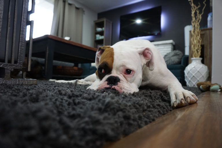 Image showcasing My Dog Constantly Wants Attention - How To Stop Attention Seeking Dogs
