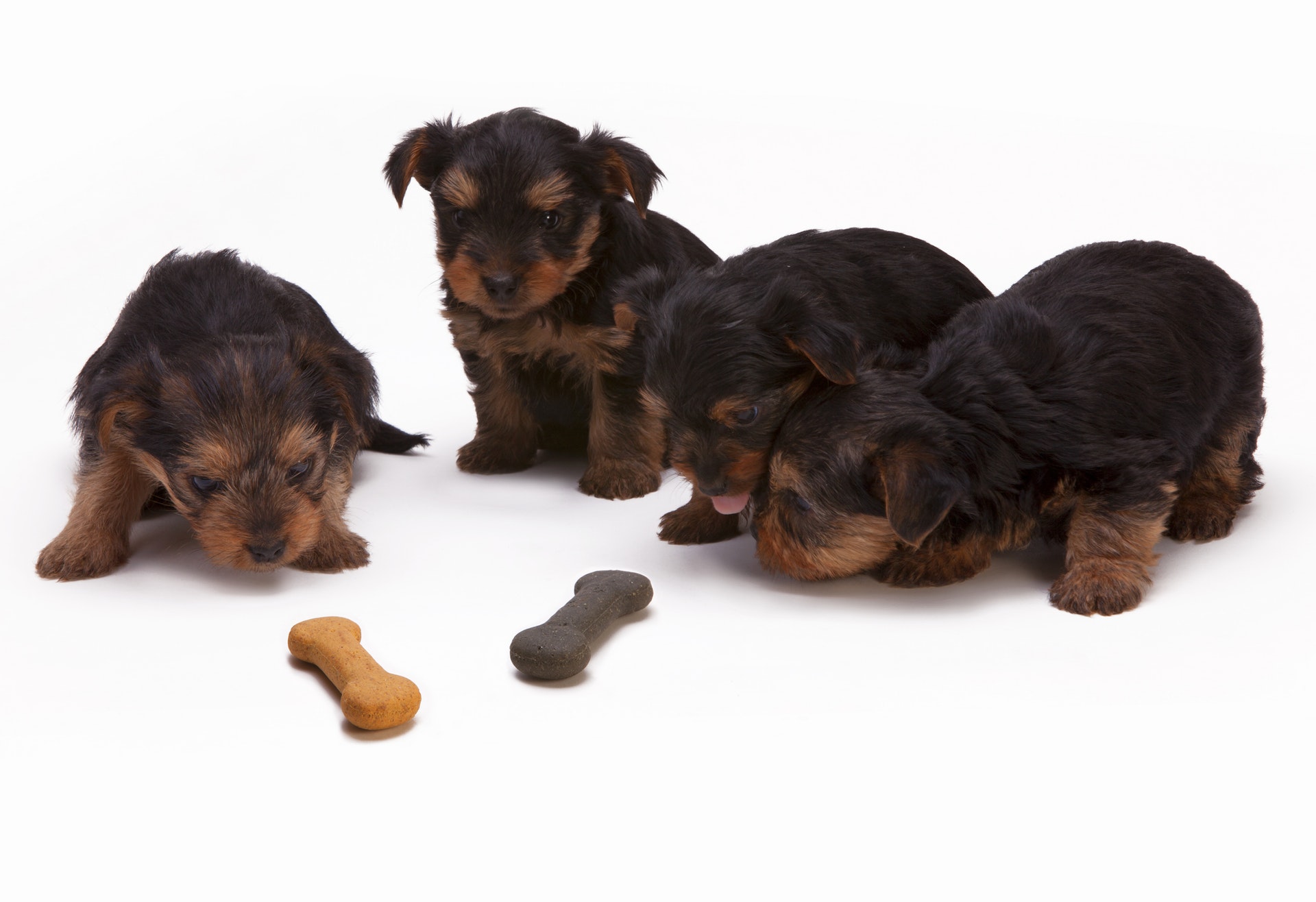 food aggression in puppies