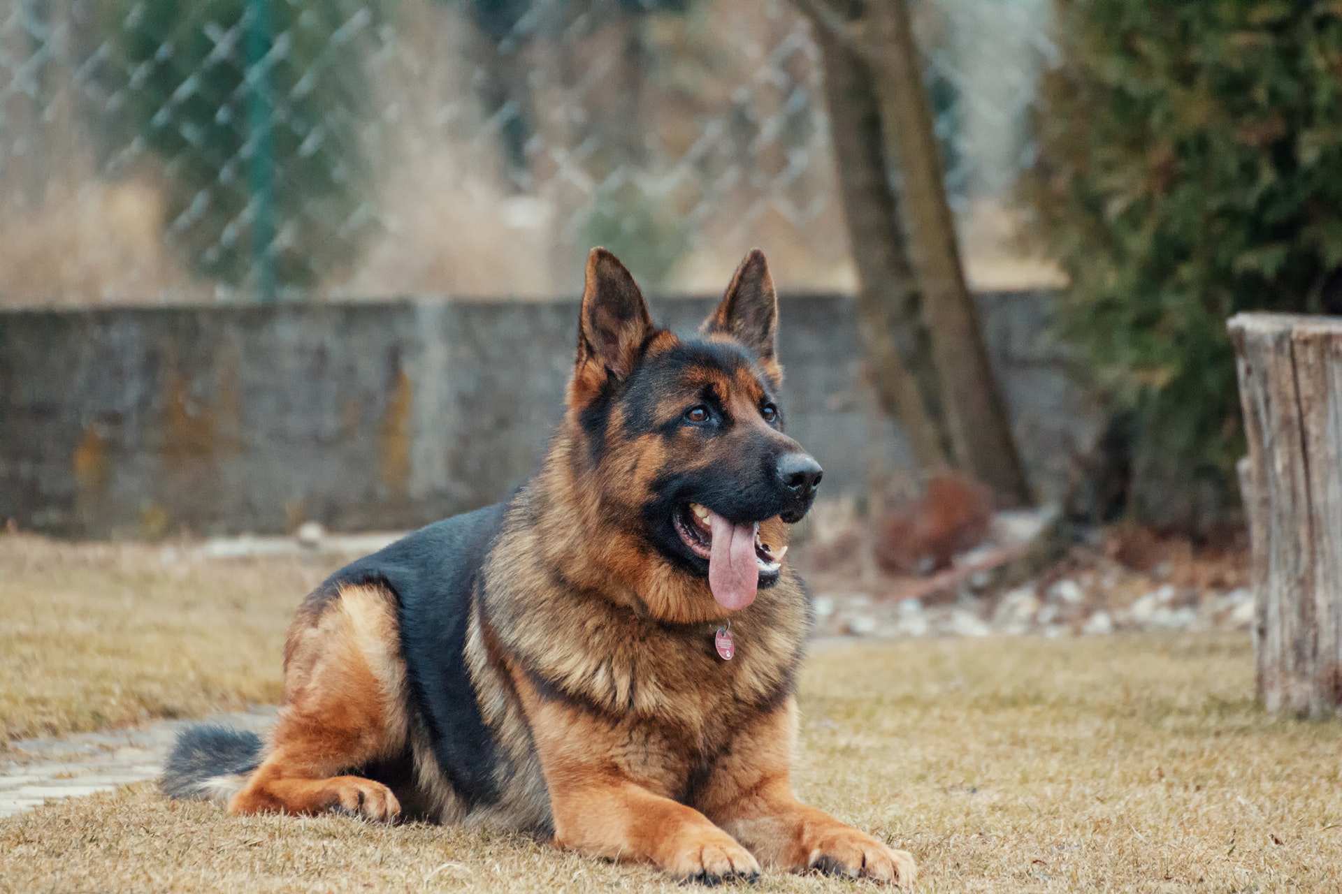 German shepherd laying on grass