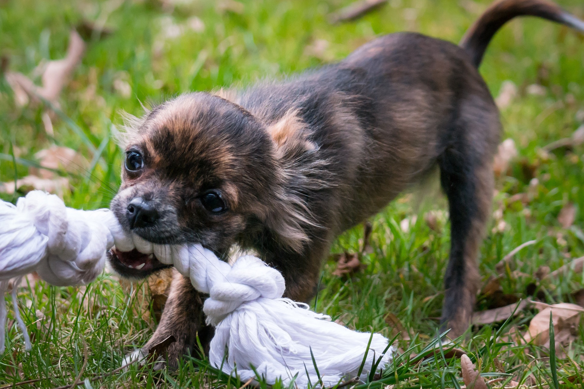 small dog chewing problems