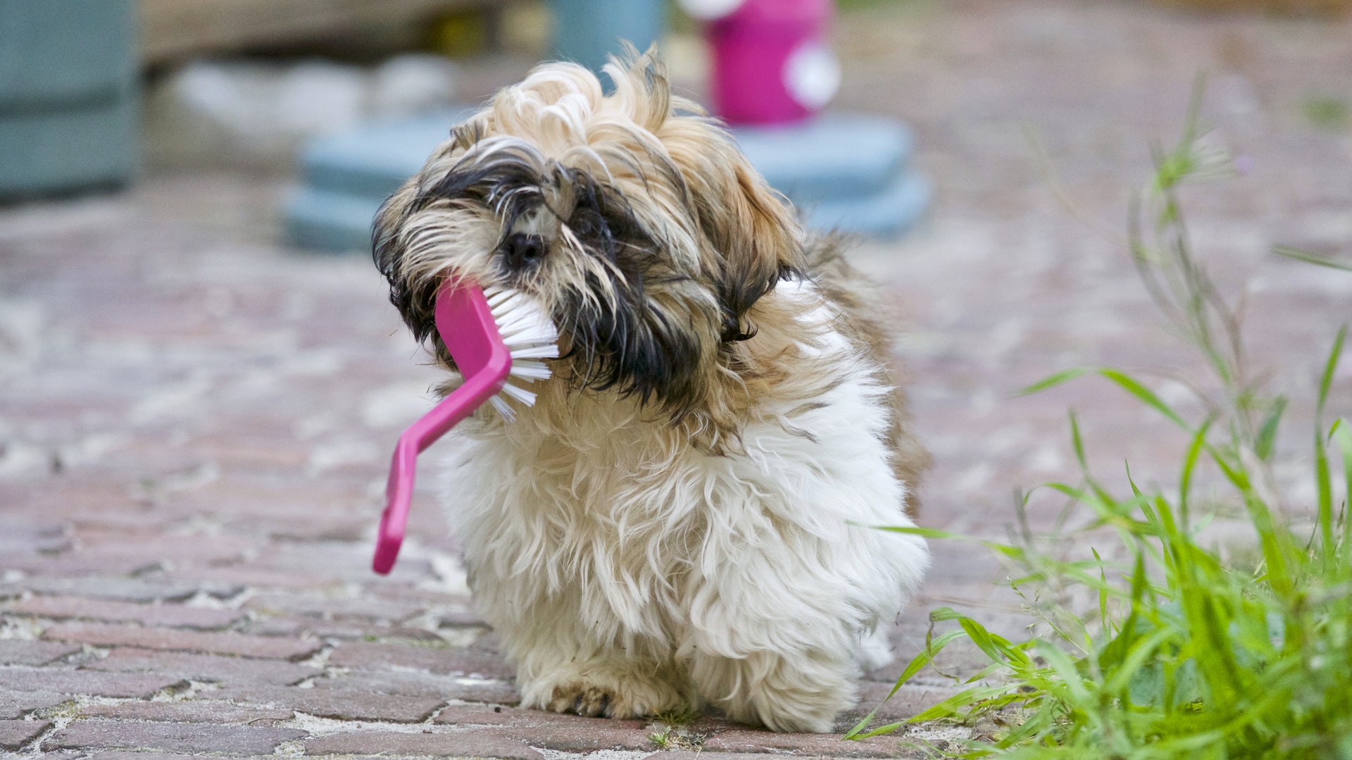 dog holding a brush in its mouth