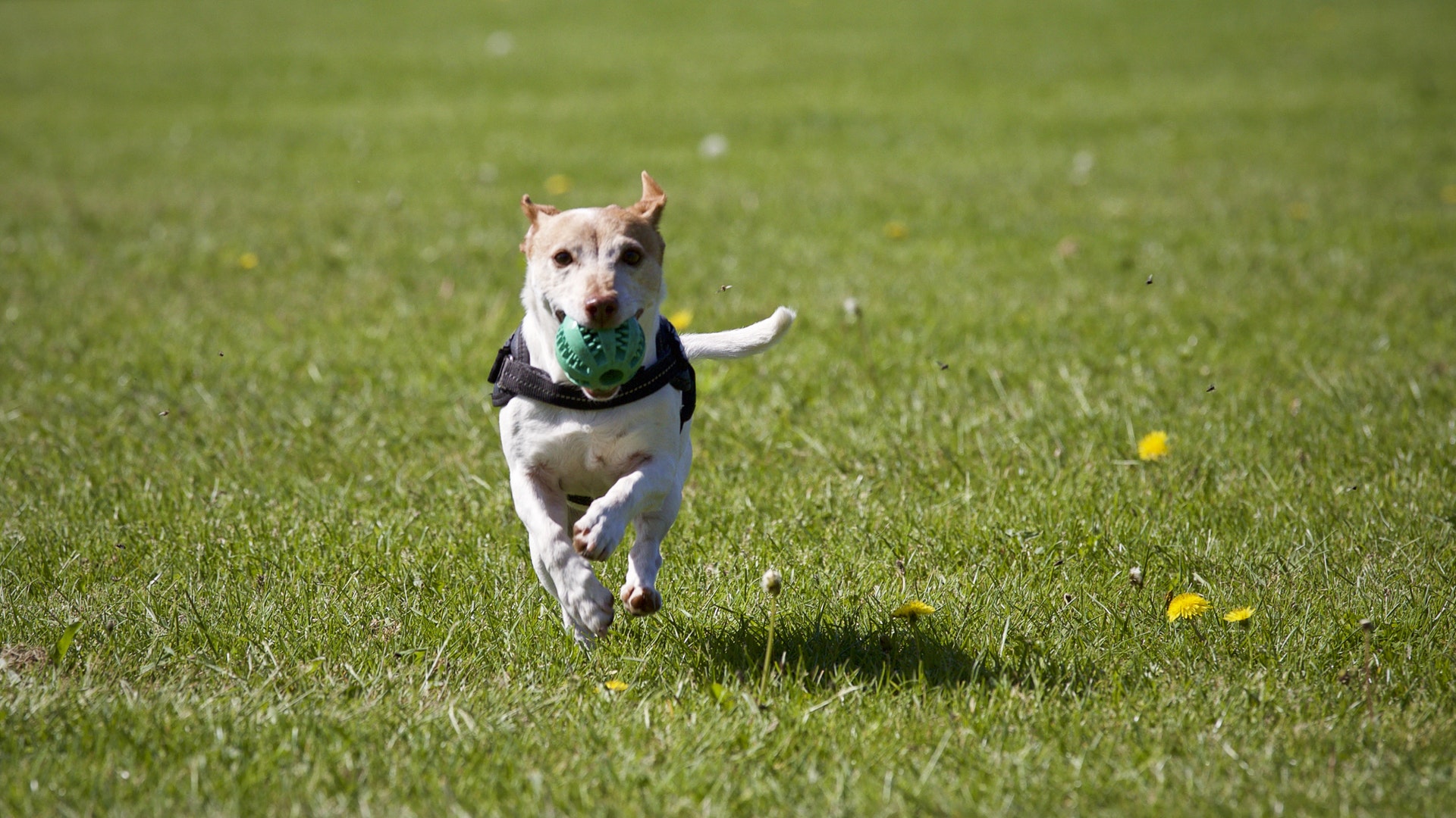 pup running on grass