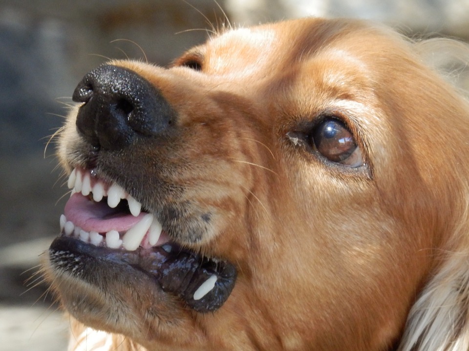 aggressive puppy showing teeth