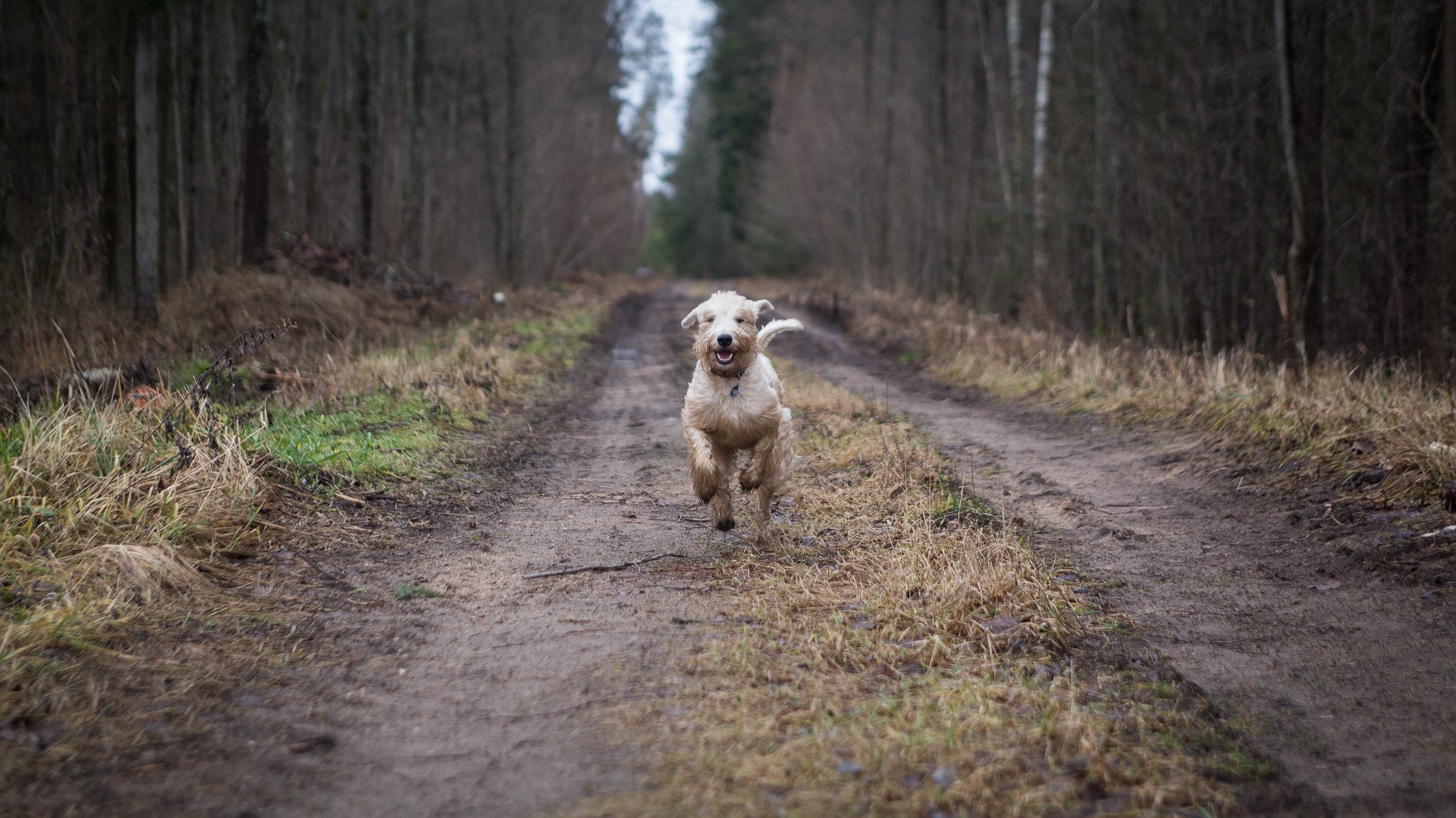 how to train a puppy to come