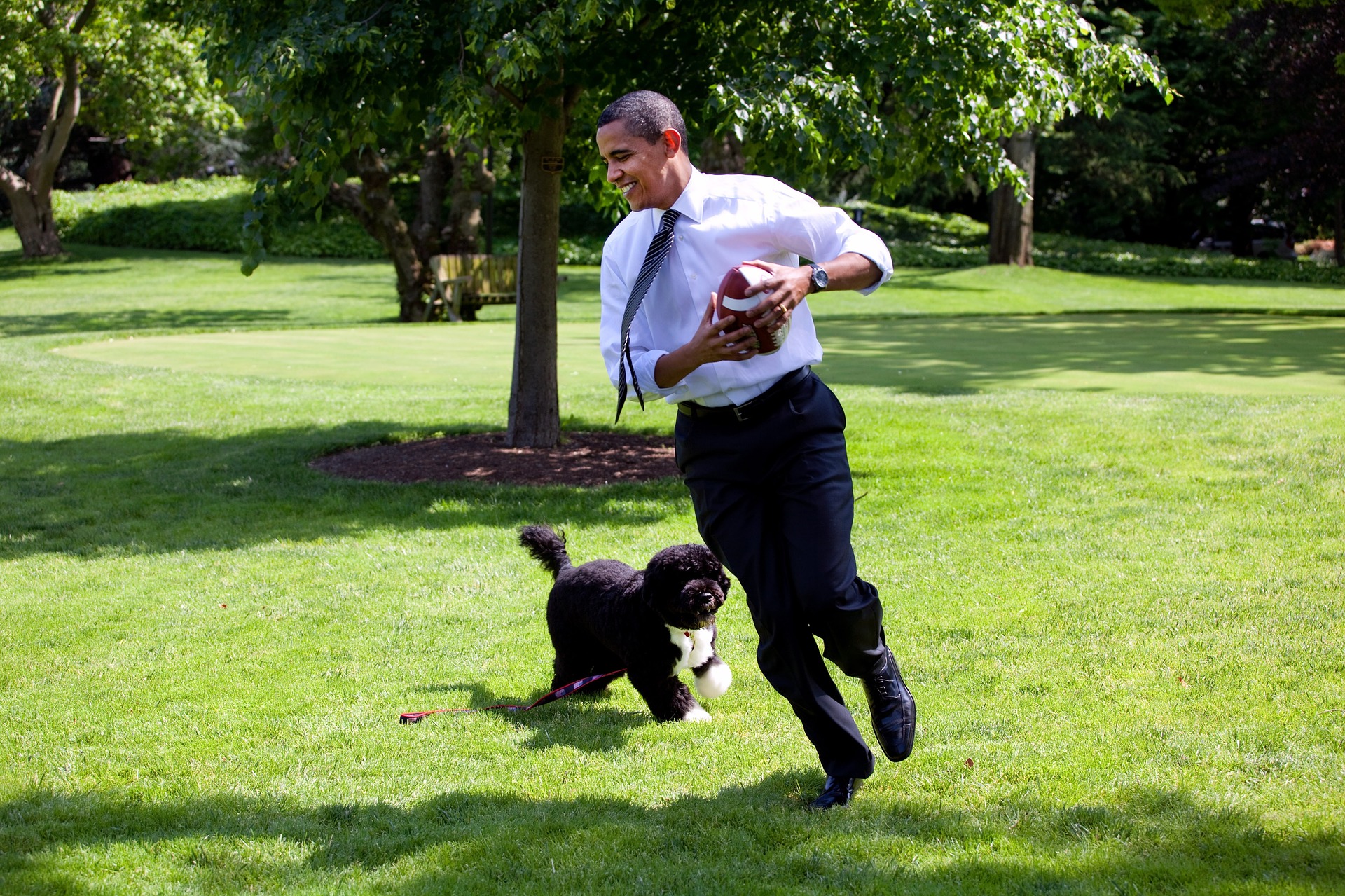 puppy recall training