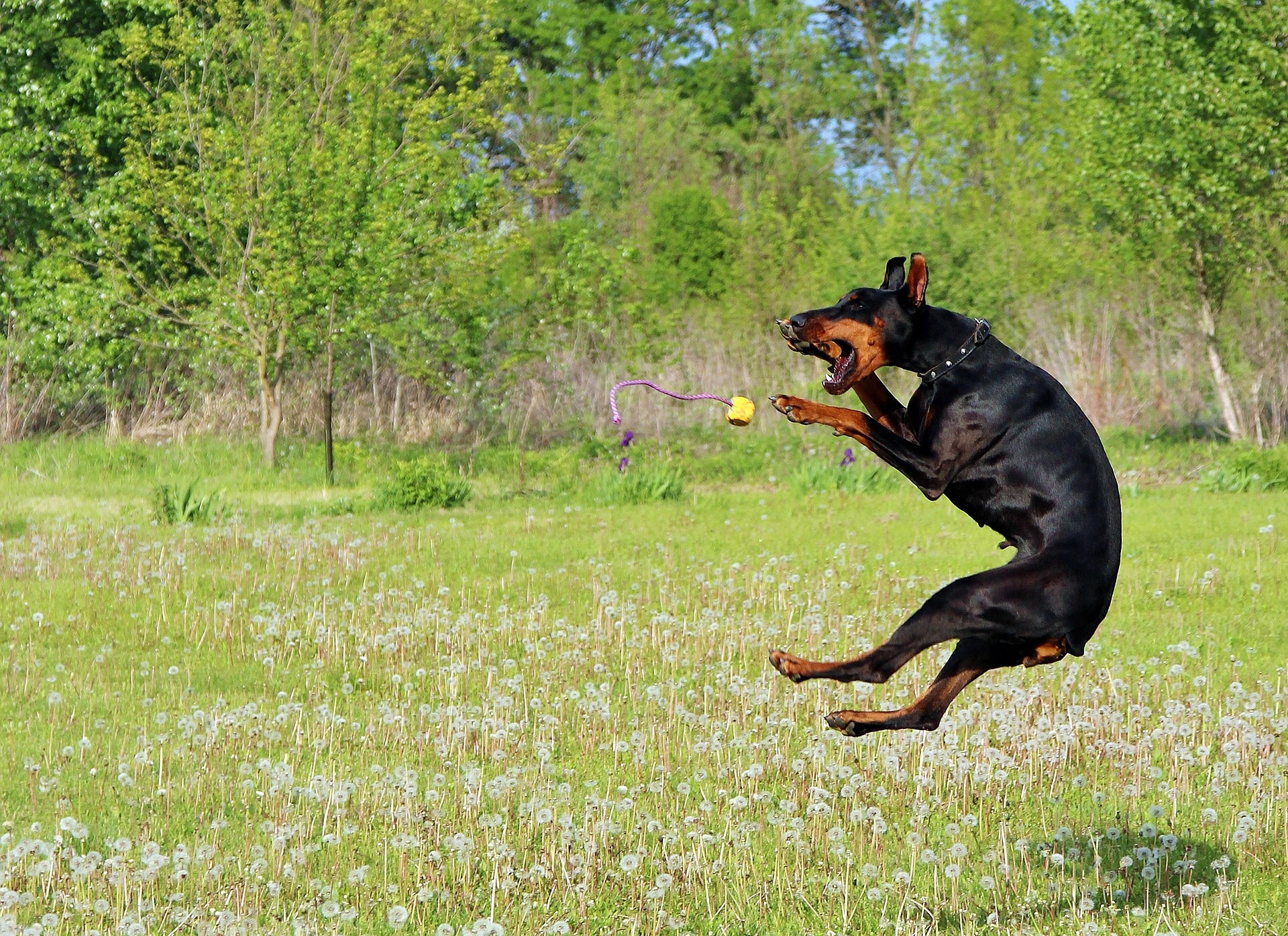 My dog can jump. Доберман собака. Доберман пинчер дрессировка. Доберман раскаченный. Цвергпинчер фрисби.