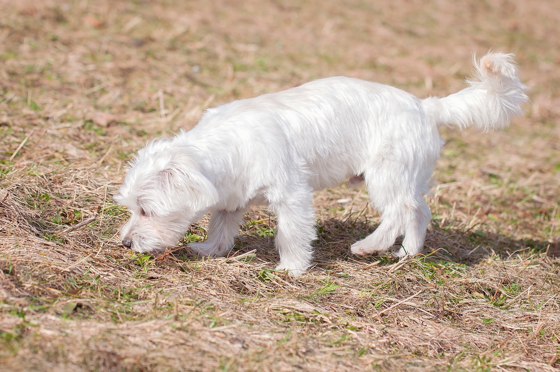 what happens when a dog eats his own poop