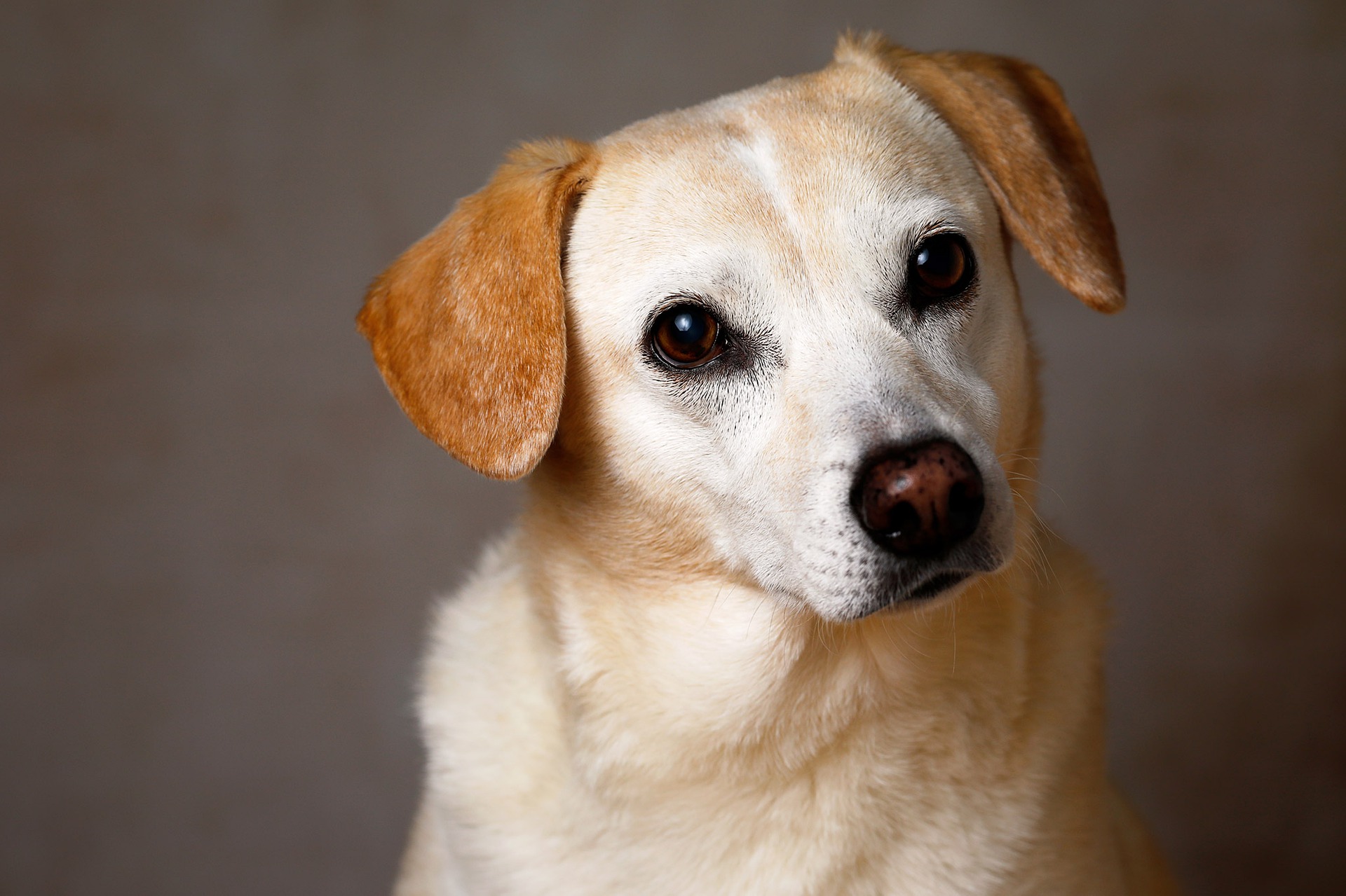 dog not listening to owner