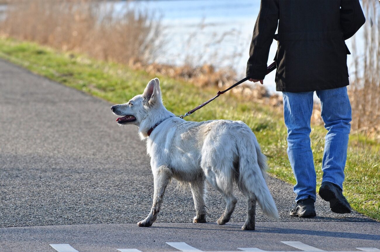 older dog walking on leash