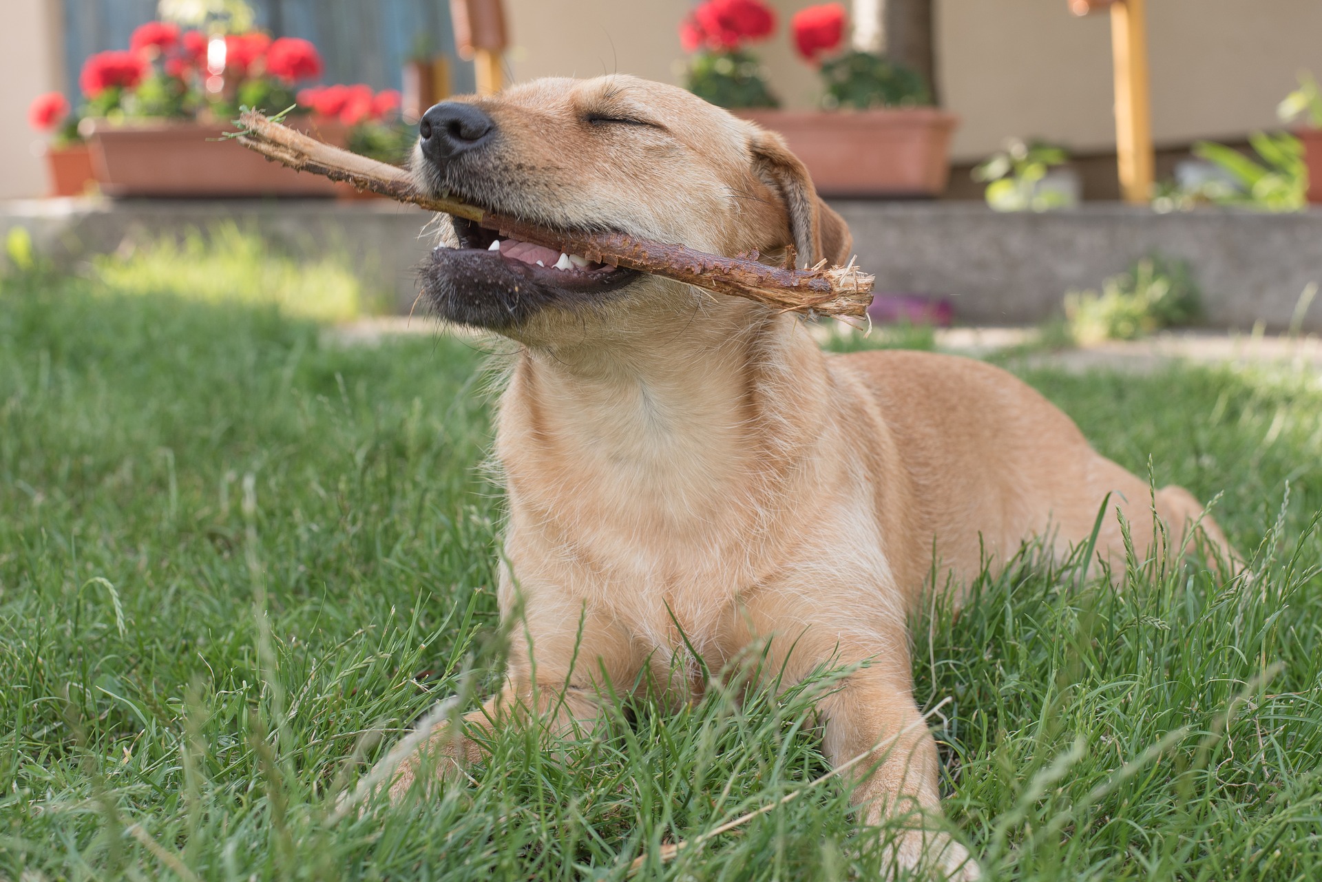 dog chewing a stick