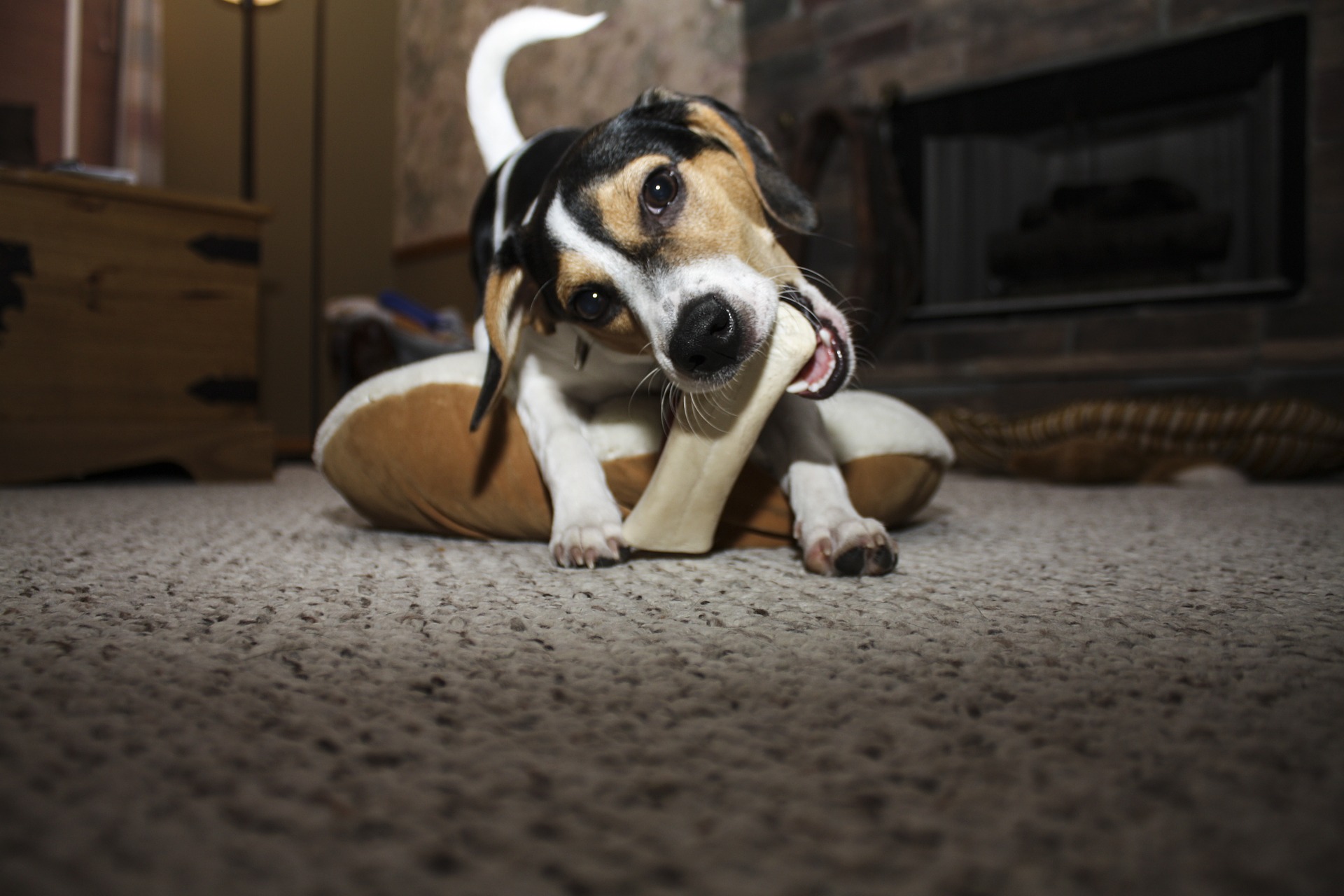 aggressive puppy chewing shoes