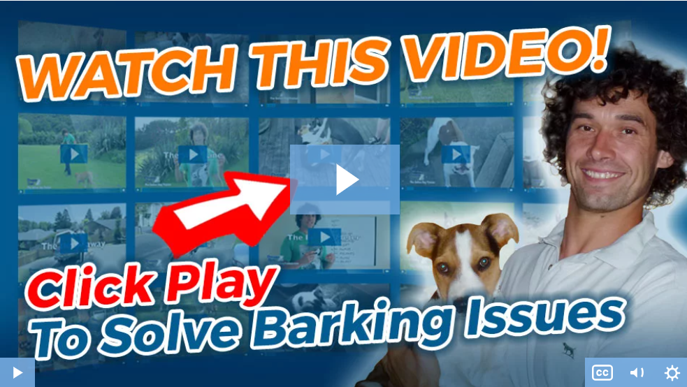 dog barking video