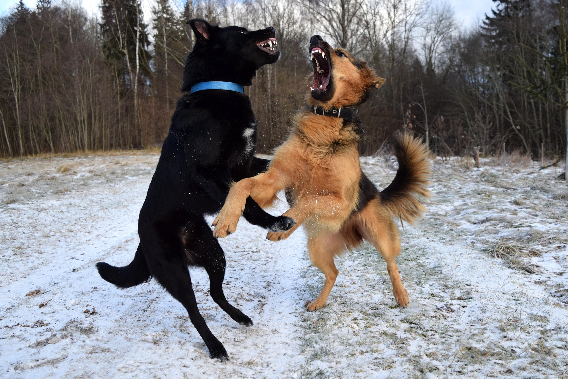 dog attacking puppy
