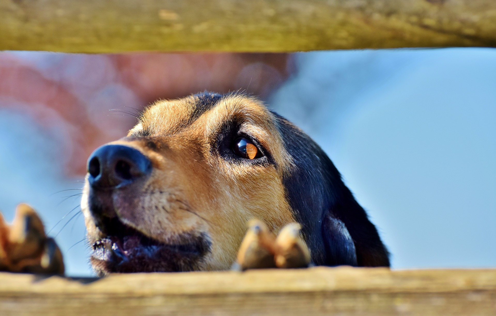 anxiety aggression in dogs