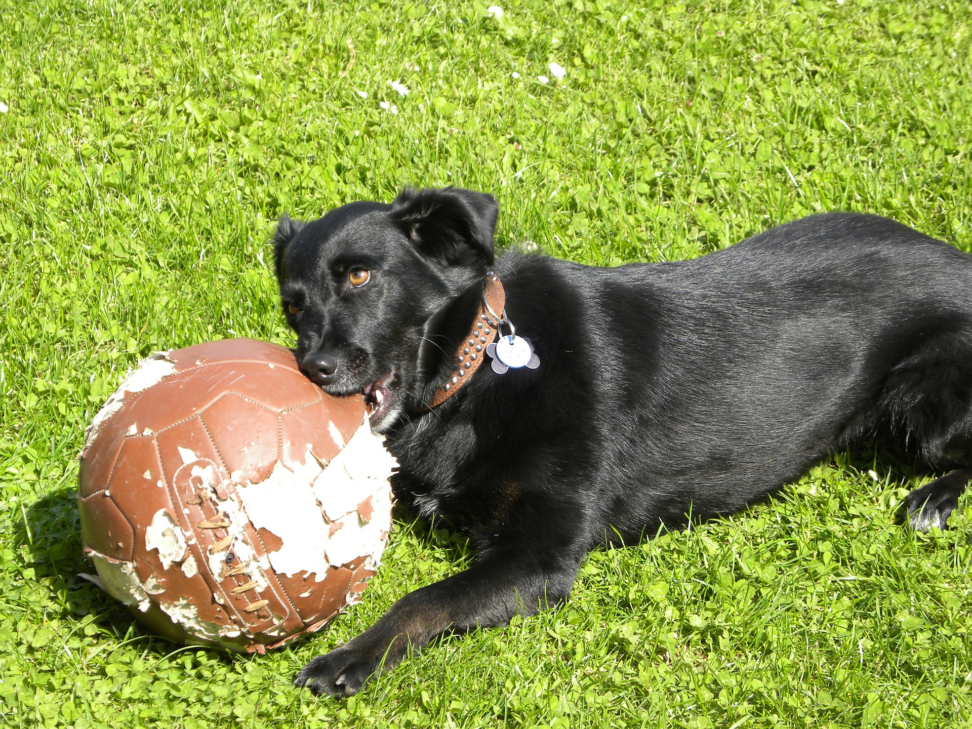 black labrador with ball
