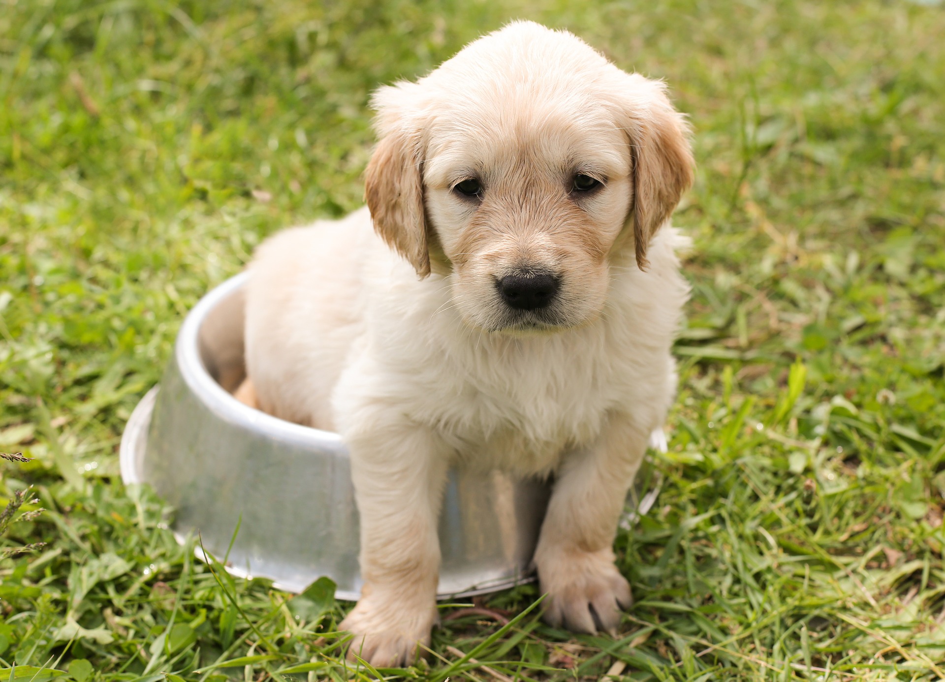 food aggression in puppies