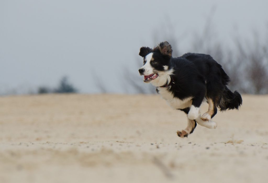 Why Does My Dog Run Away From Me? - The Answer May Surprise You