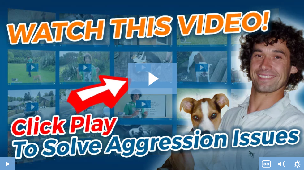 the online dog trainer aggression video