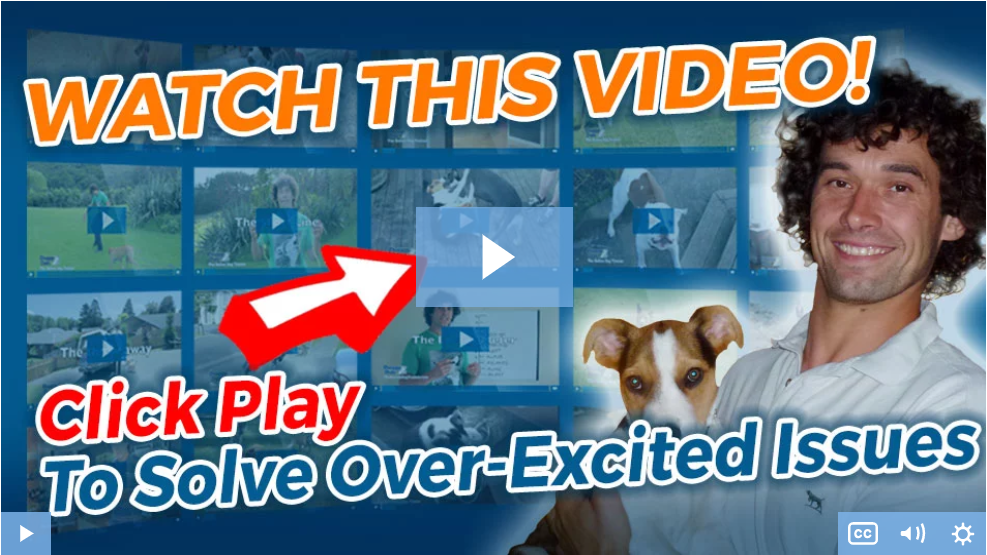 the online dog trainer video