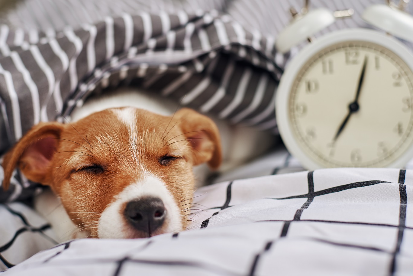 puppy sleeping next to clock