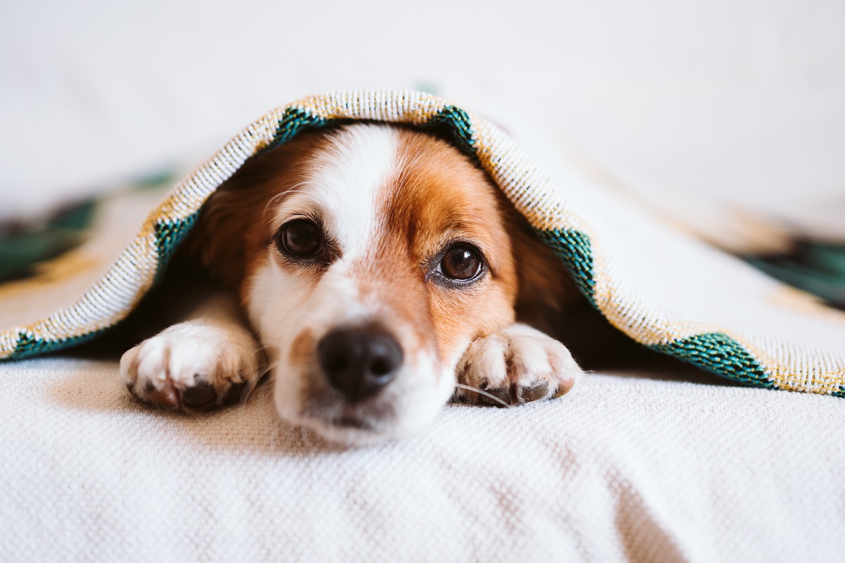 tired puppy under blanket
