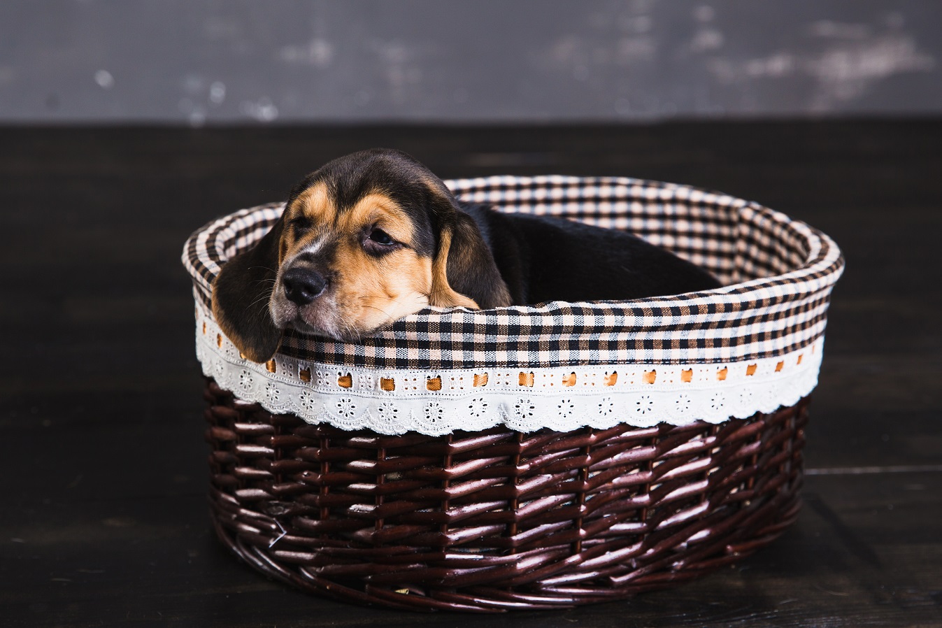 tired puppy in basket