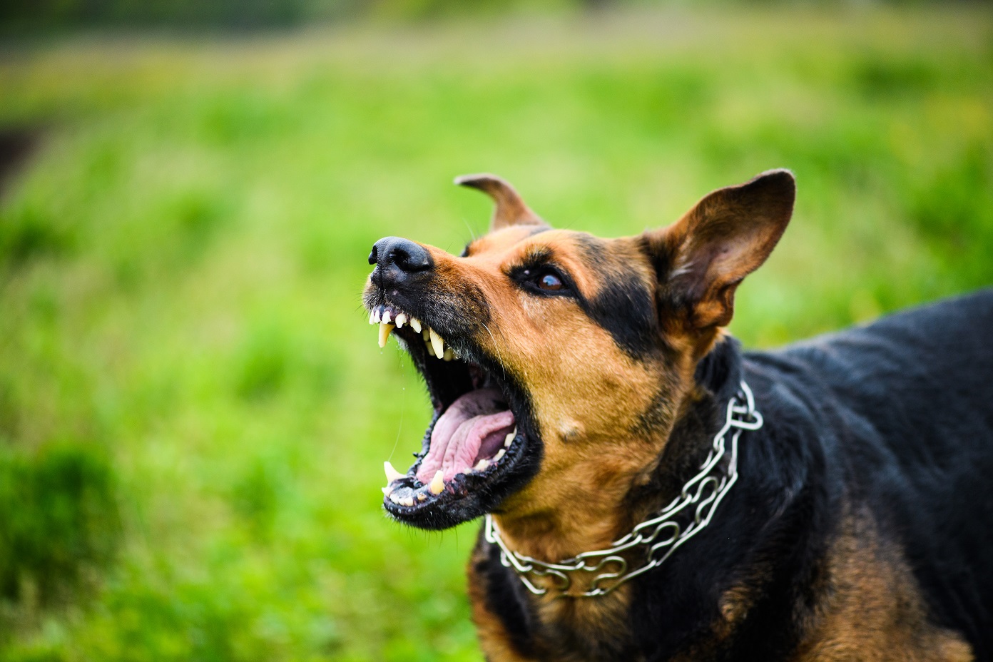 aggressive dog barking at visitor