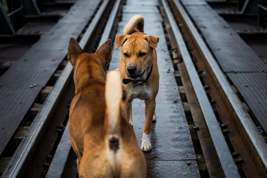 two dogs ready to fight