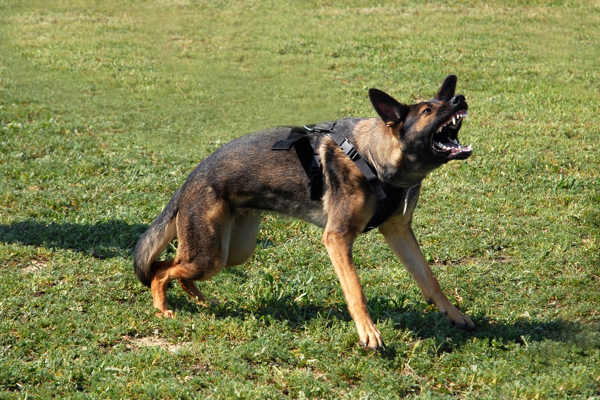 aggressive dog barking