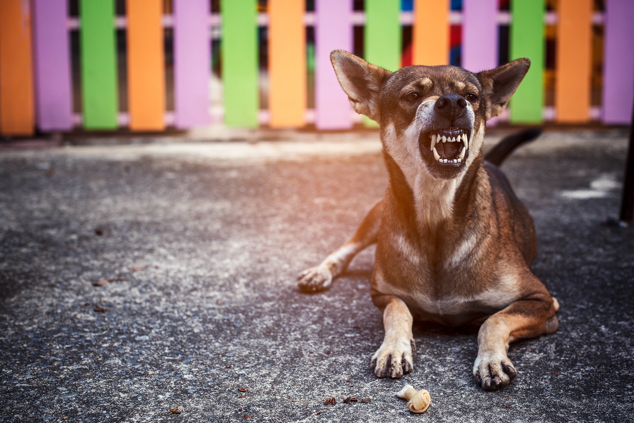 aggressive canine baring teeth