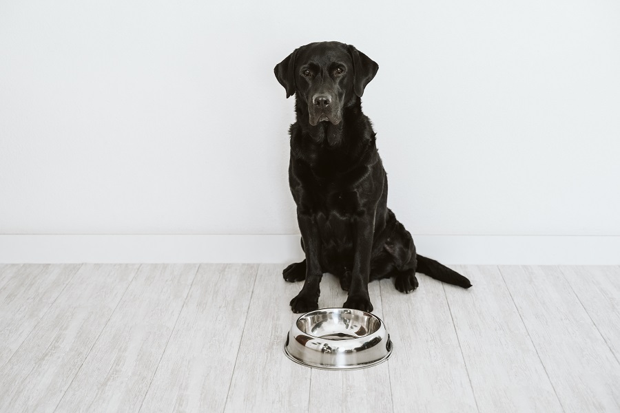 preventing food aggression in puppies