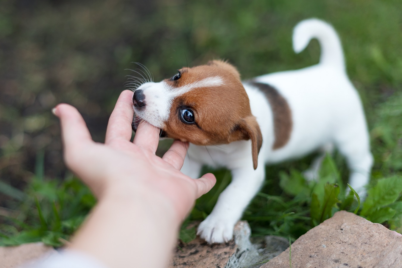 puppy being aggressive and biting finger