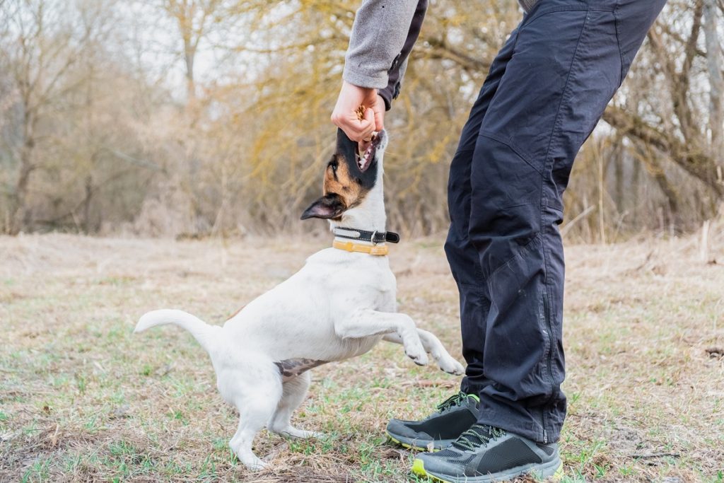 Dog Keeps Jumping Up And Biting Lead at Alicia Toombs blog