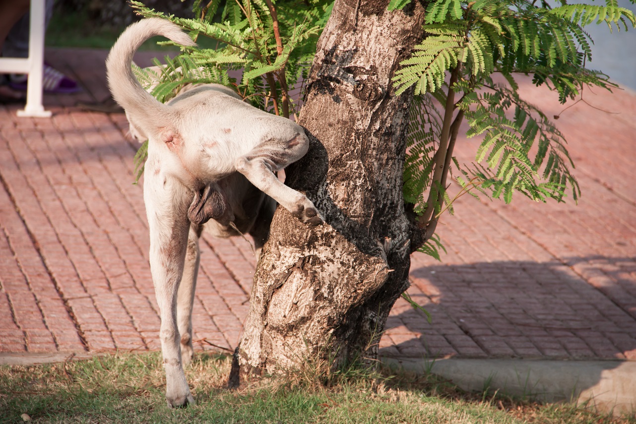 dog peeing on tree