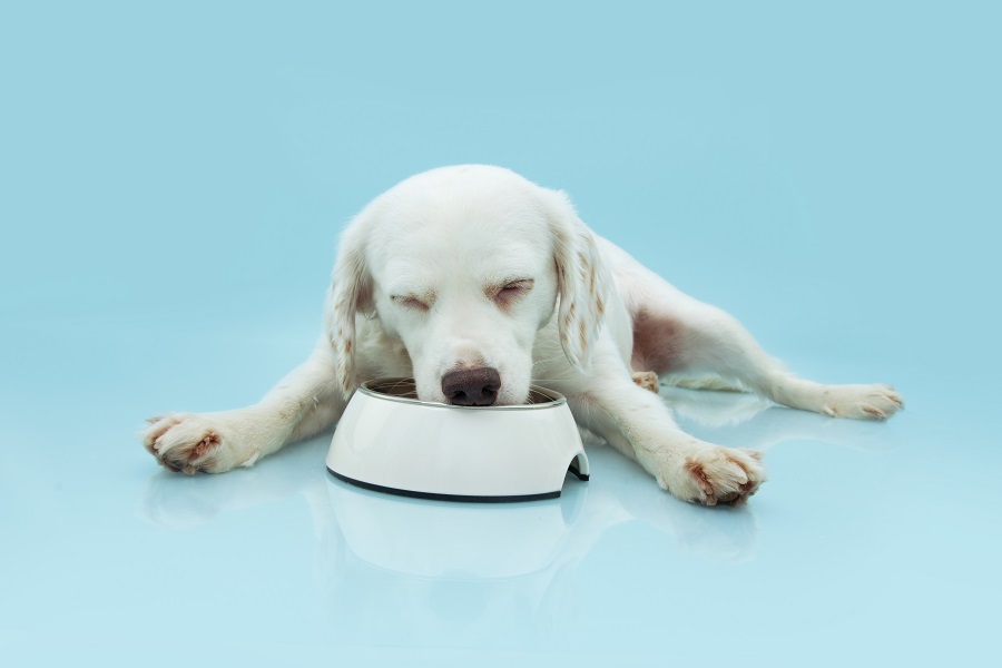 how to stop food aggression in dogs