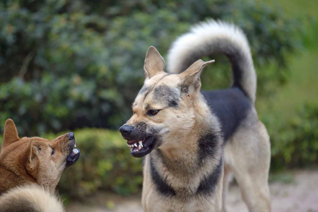 dogs barking at each other