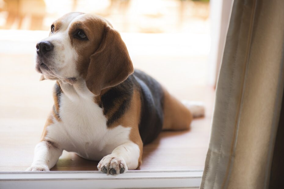 how to stop a beagle barking